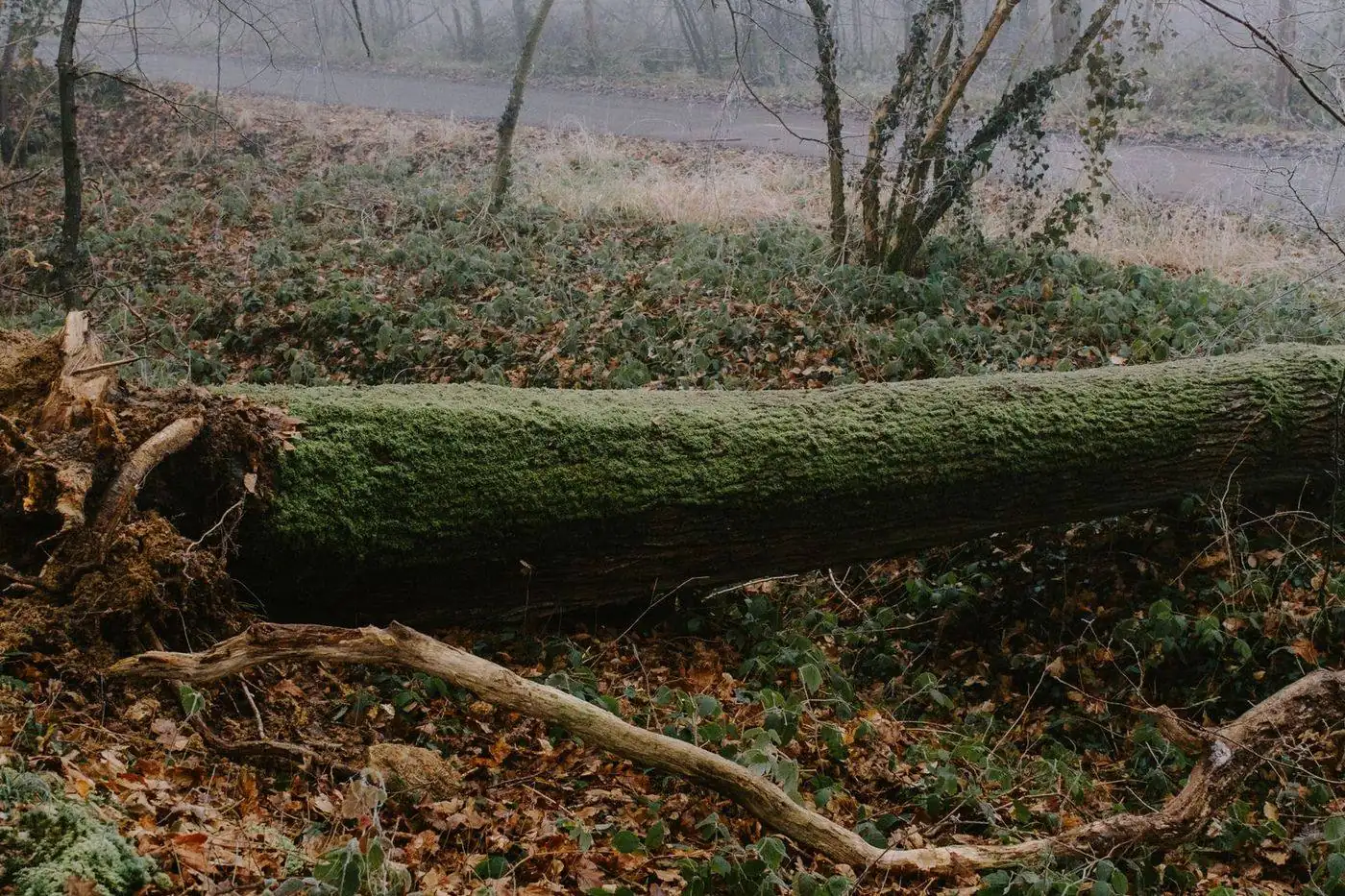 Fallen tree branch resting on a residential shingle roof after a storm